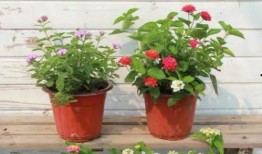 比特萝卜最新模组爆料视频,揭秘未来游戏新篇章